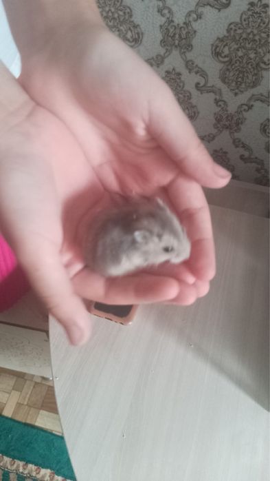 Отдам хомячков даром