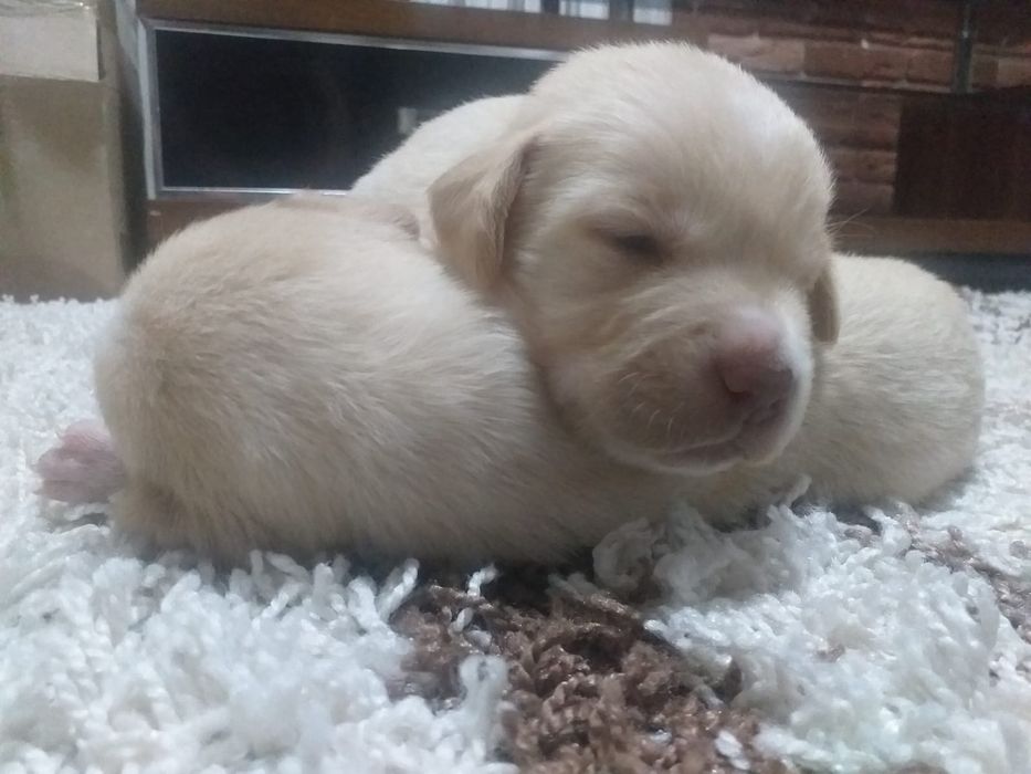 Лабрадор ретривера щенки