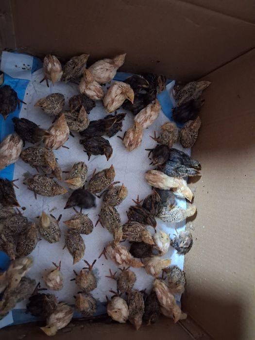 Pui de Prepeliță Ouă prepeliță consum si incubat Prepelițele