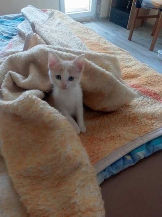 Котета бебета търсят дом и любов