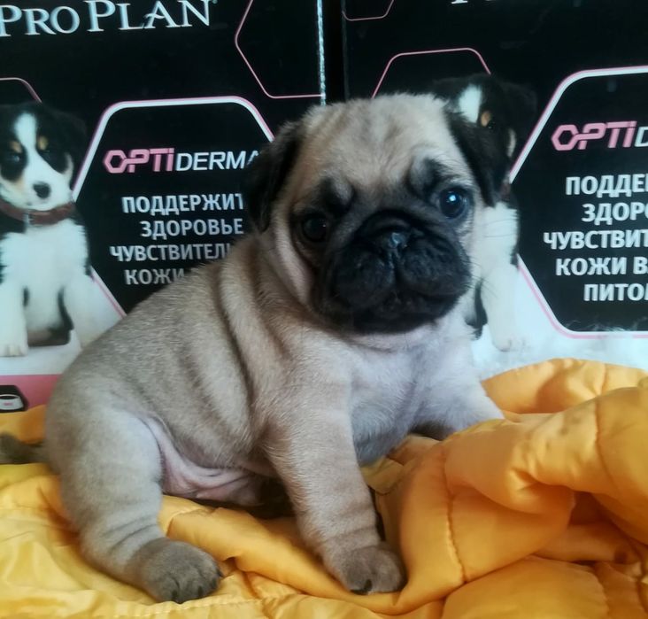 Щеночки Мопса с документами