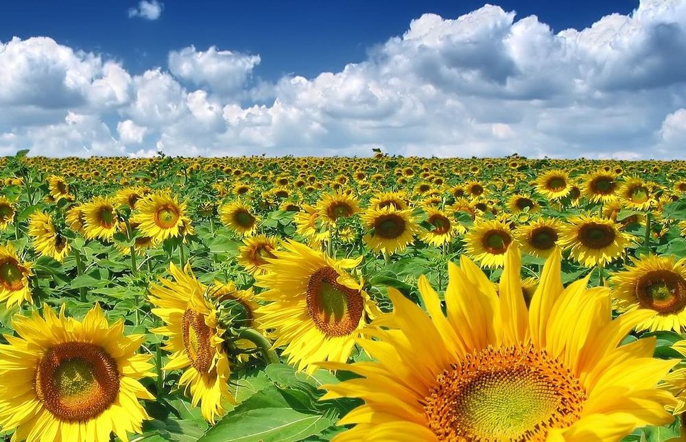 Vand ulei de floarea soarelui