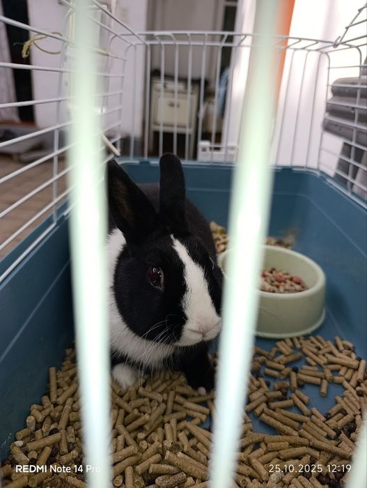 Срочно продам декларативного кролика