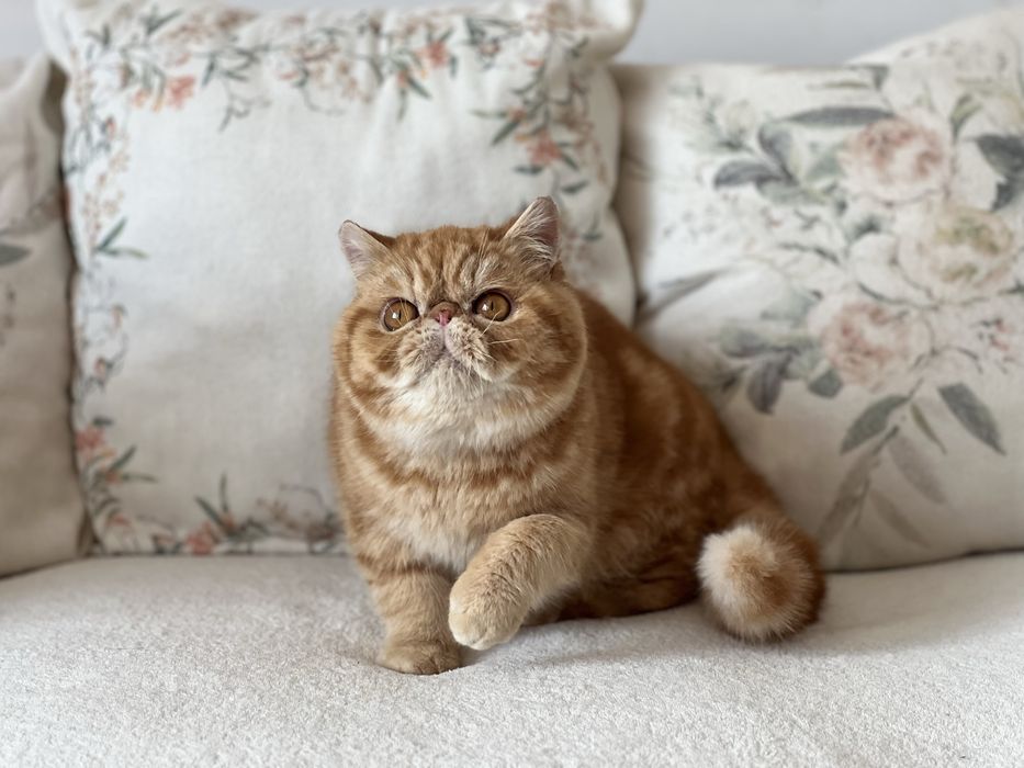 Екзотично късокосместо мъжко елитно коте