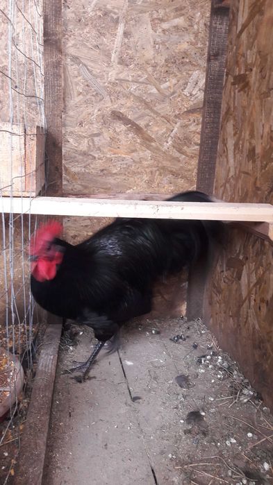 Vând ouă australorp