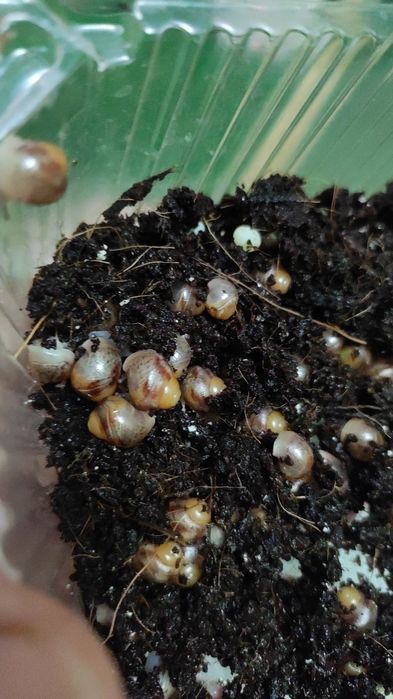 Продам улиток Ахатин от 300тг