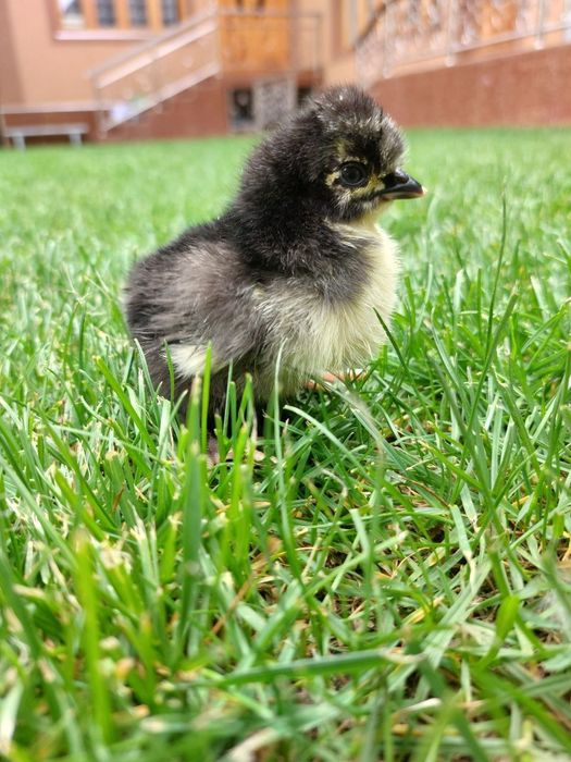 Sifatli jo‘jalar sotuvda mavjud