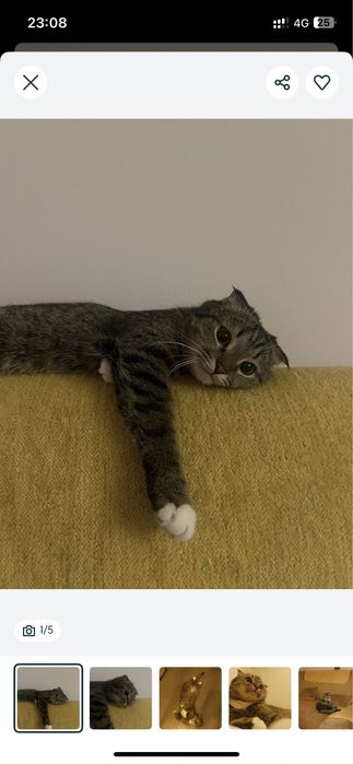 Кошка бесплатноо