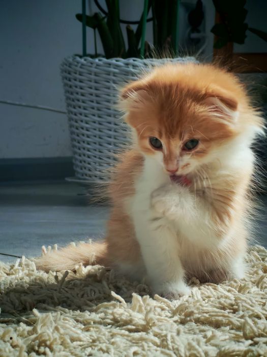 Отдам котят в добрые руки