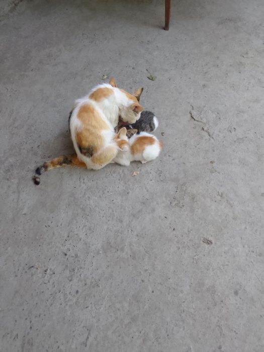 Котята 2 месяца, два мальчика и девочка в добрые руки