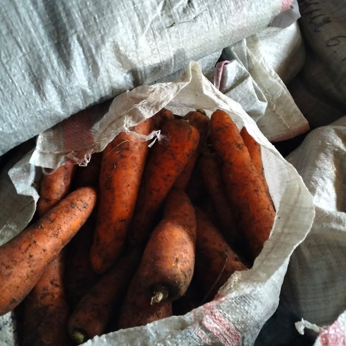 продам МОРКОВЬ  каскад