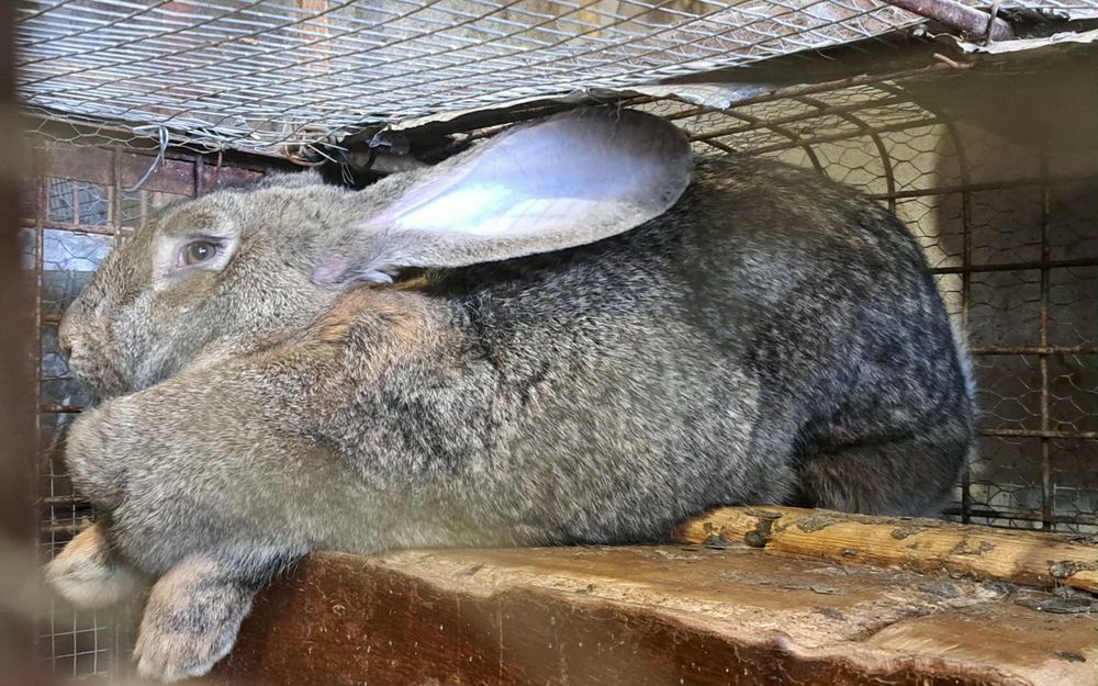 Зайци заек зайчета Фландър