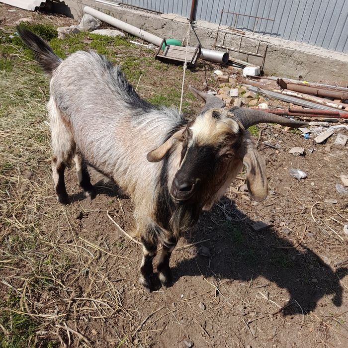 Альпийский Казёл и козы