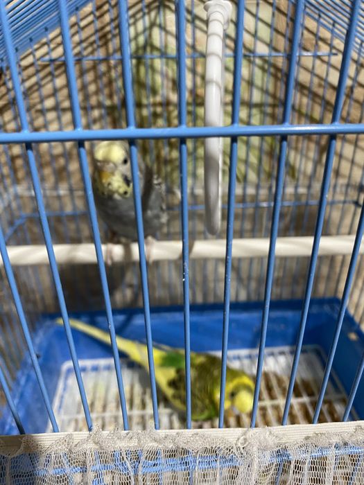 Продам пару волнистых попугаев