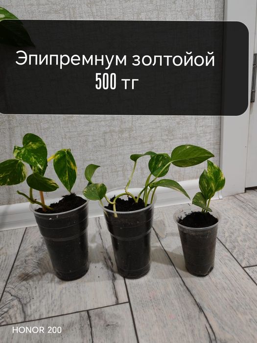 Гүлдер Цветы район Компоселок