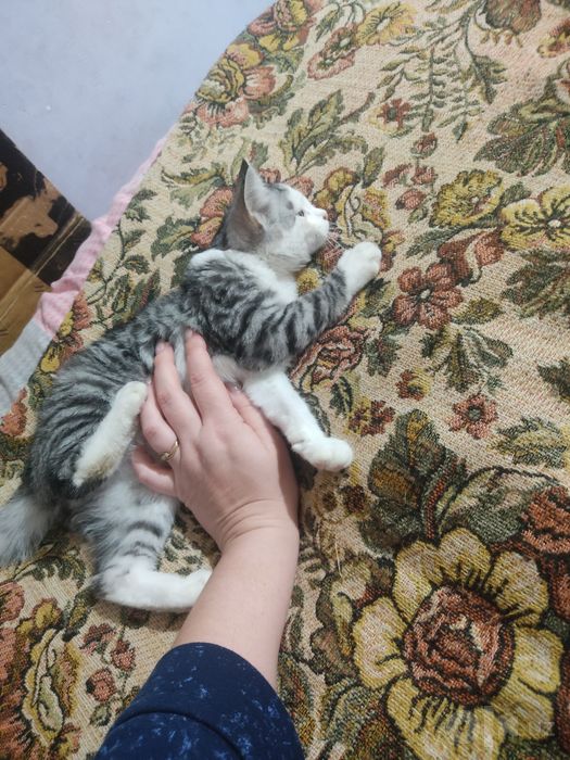 Отдам даром милого котенка