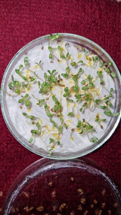 Суданка семена люцерна жонышка