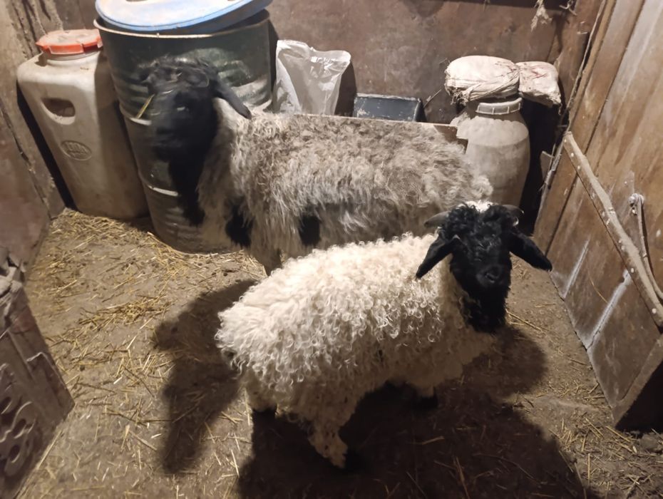 Продаются  3 месячные баранчики   .молодые. курдючные