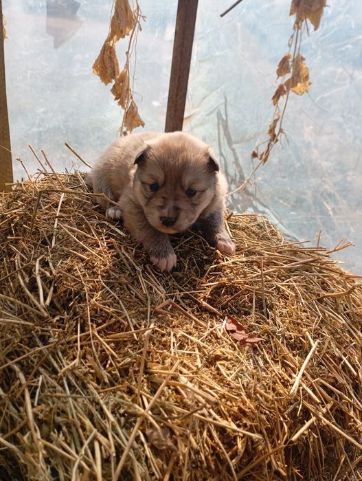 Продажа щенков Лайки