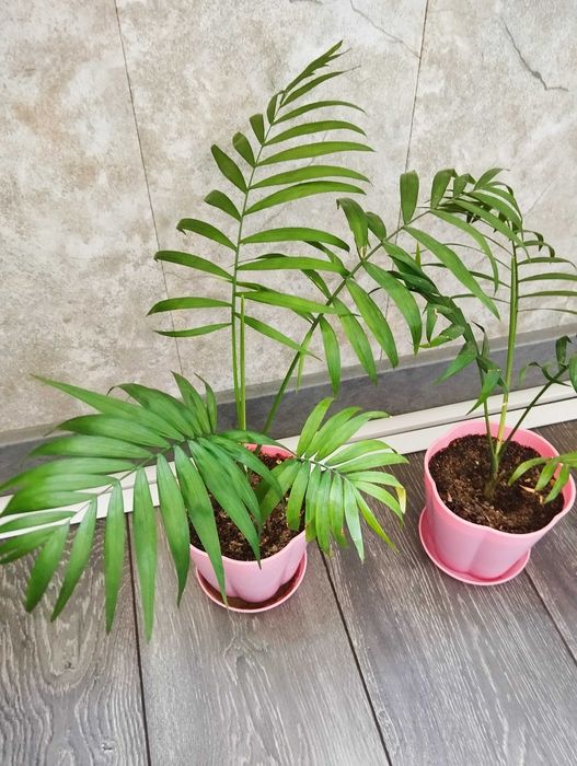 Ананас,стрелиция,хамедорея