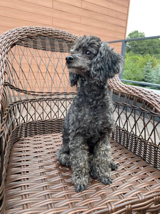 Щенки той пудели черные