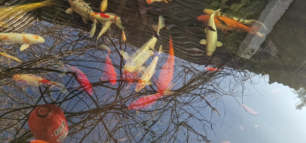 Crap koi și caras ornamental