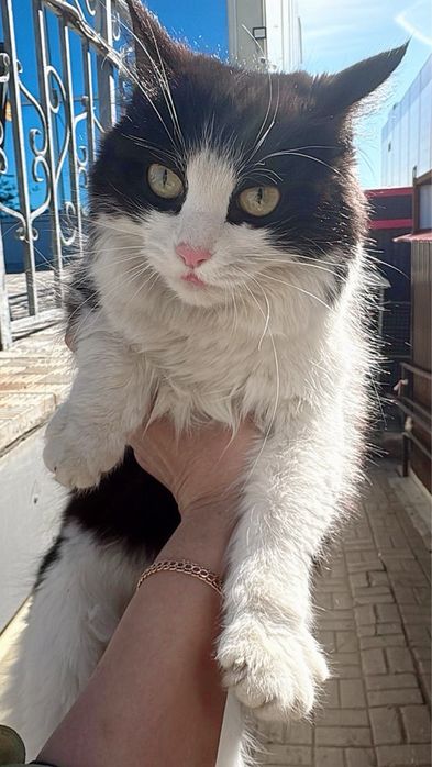 Красивая Кошечка в Добрые руки