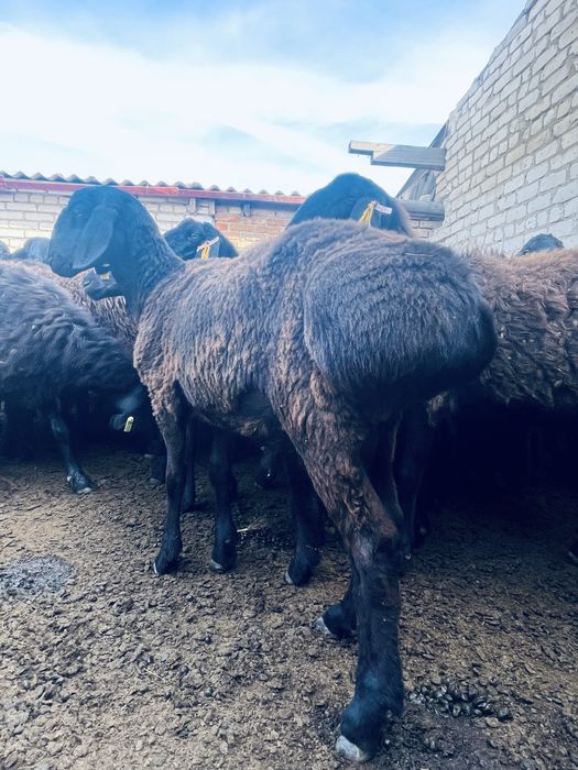 Гиссар Кошкар 11айлык