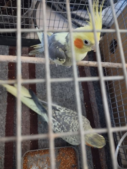 Кореллы парочка .