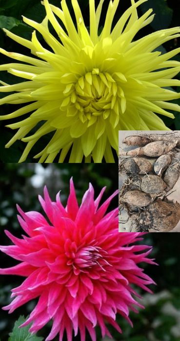 Георгины, лилейник