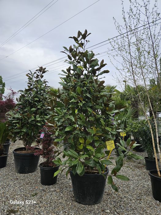 Vand plante ornamentale diversificate