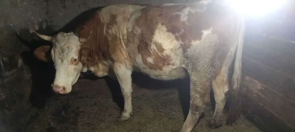 De vânzare vaca tânără și cuminte