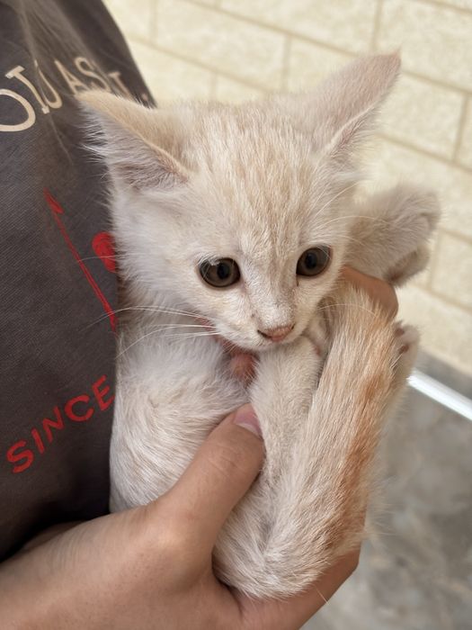 Отдам даром кошку в добрые руки