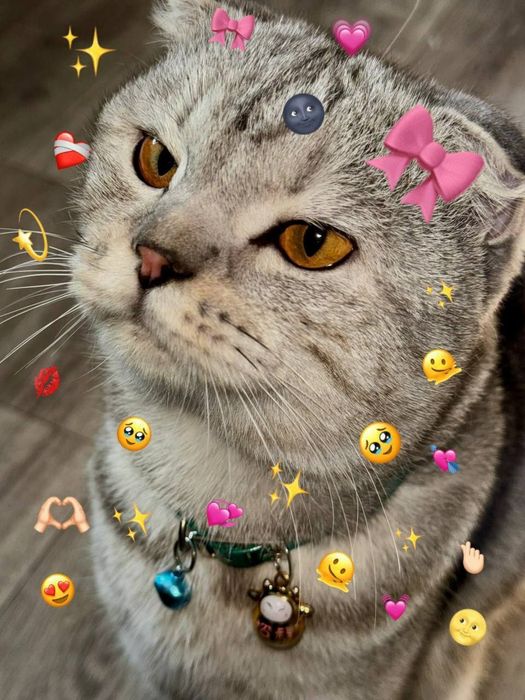 Милый домашний котенок