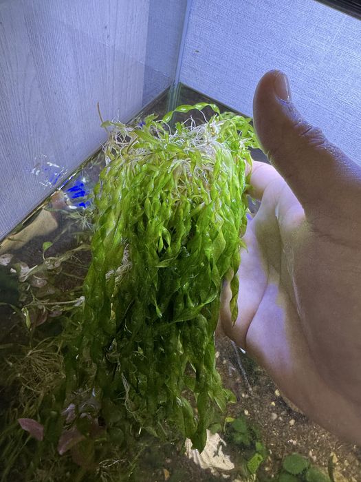 Анубиас растения аквариуное