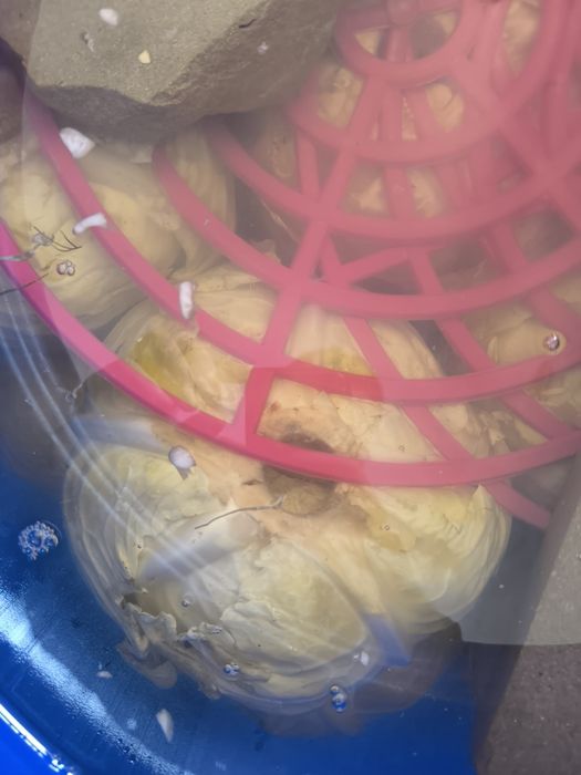 Varza murata plata cu foaia subtire