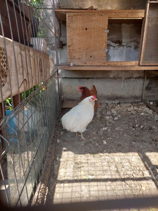 Cocos araucana alb cu auri7u de vanzare