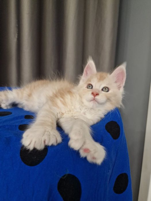 Мэйн Кун котенок