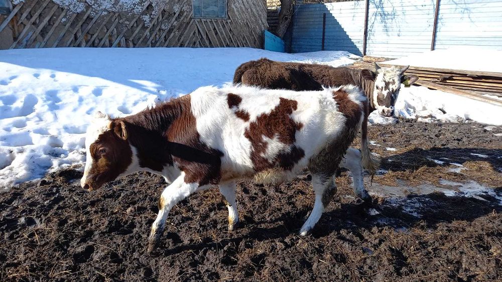 Продам 8 месячного бычка и 11 месячную телку