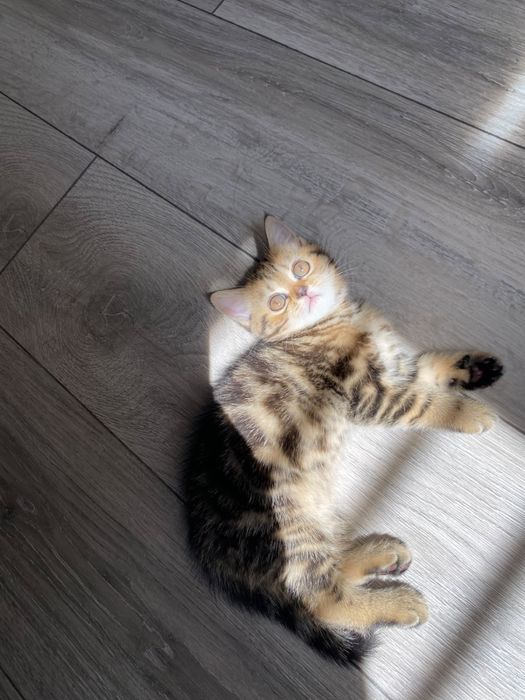 Котенок девочка