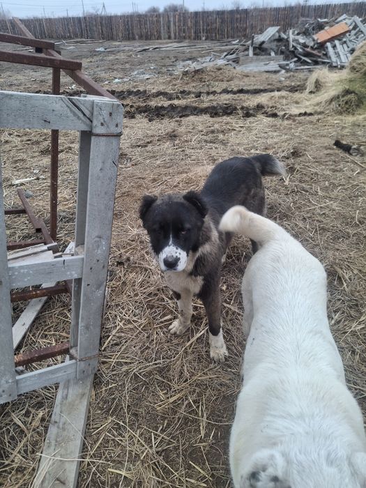 Сатылады казаккы тобет кушик али