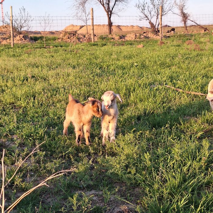 Лақ ешкі,козлёнок