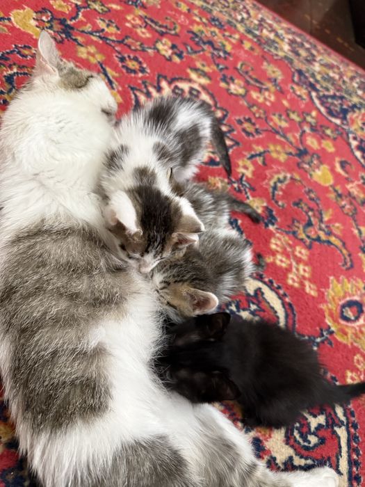 Отдам котят в добрые руки