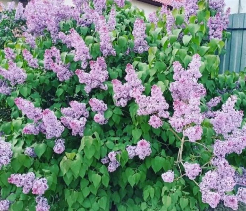 Сирень 1 ветка 500 тг