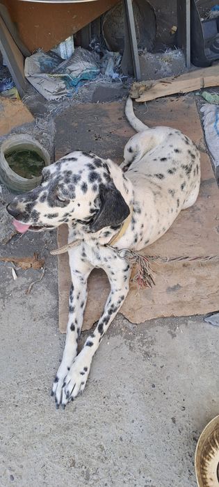 It sotiladi zotli Dalmatin