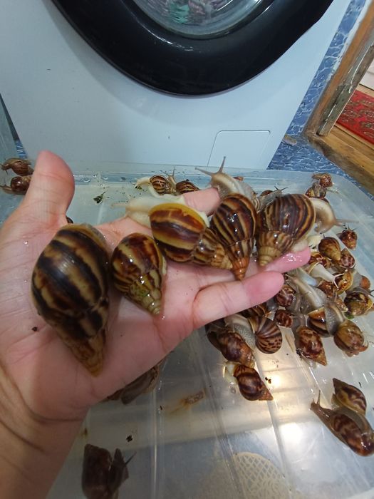 оптом сатаман оптом ислесемен деушилер болса звандан АНЫК АЛЫУШЫЛАР.