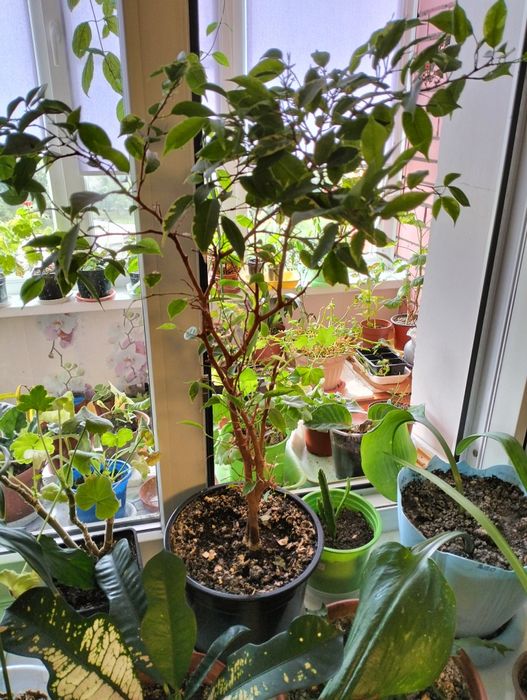 Фикусы Бенджамина