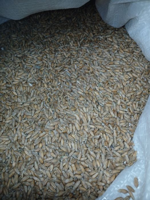 Triticale  de vanzare