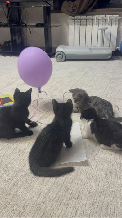 Котята ищут семью
