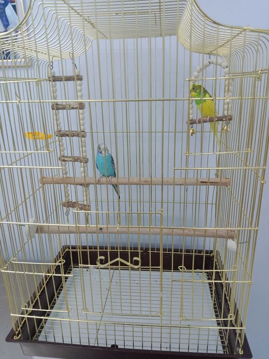 Попугаи очень красивая парочка